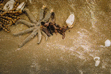 starfish and sea grass on sand