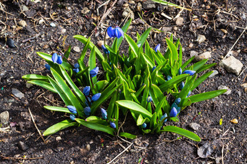 The first spring blue flowers of Scilla siberica scilla. Step-by-step observation of flower growth. Step 2. Botany. Selective focus. Blue beautiful delicate flowers Siberian needles.