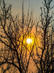tree branches in spring against the sunset