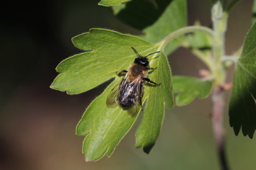 Wildbiene beim sonnen