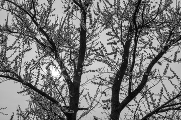 tree branches in spring against the sunset