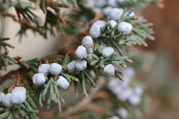 Jałowiec Juniperus © Perovskia