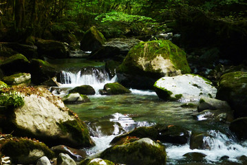 small waterfall in the forest