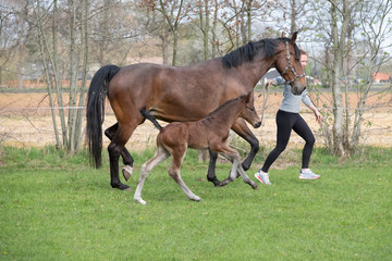 Naklejka na ściany i meble Cute small brown foal running in trot free in the field with his mother. A young woman is running next to the motherhorse. Animal in motion