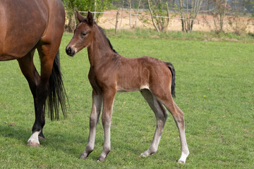Little just born brown horse standing next to the mother, during the day with a countryside landscape