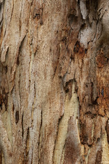 Texture of the tree, selective focus