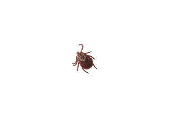 Close up of tick isolated on white background. Ixodes ricinus or Dermacentor variabilis
