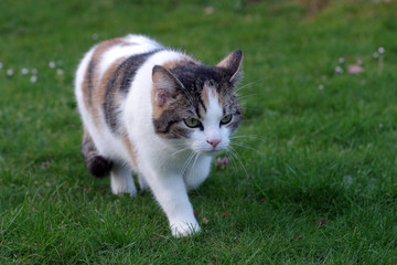 dreifarbige katze mit grünen augen