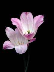 Two tulip buds on black