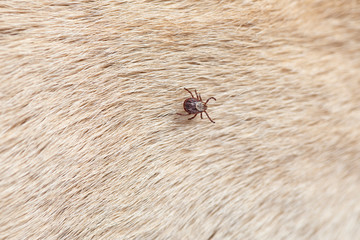 Infected female tick on dog fur. Copy spaces