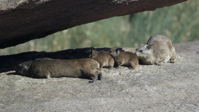 Lockdown: A Furry Family of a Rock Badger Hanging Out Under A Huge Rock Sleeping - Augrabies Falls National Park, South Africa
