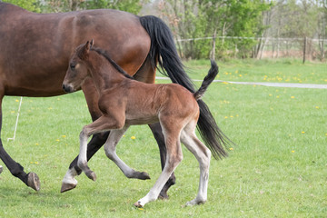 Cute small brown foal running in trot free in the field. Animal in motion