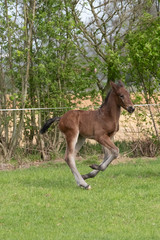 Naklejka na ściany i meble Cute small brown foal running in trot free in the field. Animal in motion