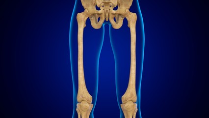 3D Illustration Human Skeleton Anatomy Bones of Femur