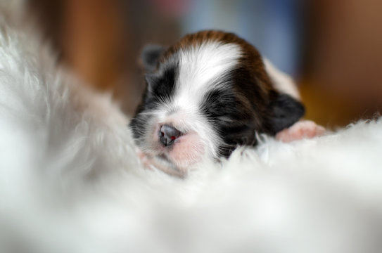 shih tzu cute dogs beautiful photos newborn puppies light background

