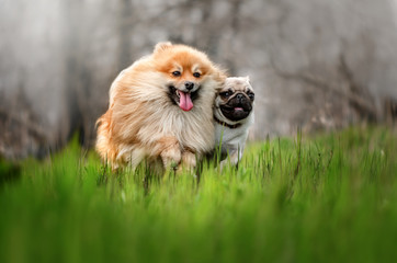 Spitz and pug funny dogs on a spring walk
