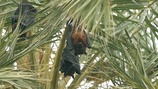 indian flying fox or greater indian fruit bat hanging mouth open on tree at keoladeo national park or bird sanctuary, bharatpur, rajasthan, india - Pteropus giganteus