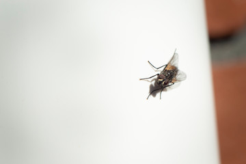 Close-up image of a fly on the white rain pipe