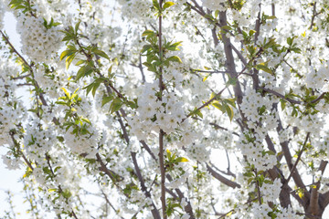 Beautifully blooming cherry trees, background with blooming flowers on a spring day.