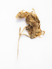 corpse of rat. dried mummy. isolated on white background