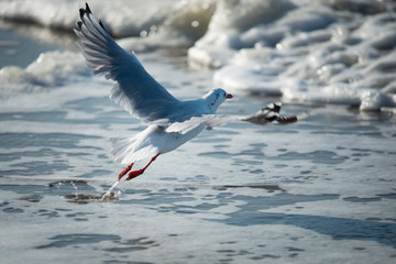 Seagull taking off above white foaming waves