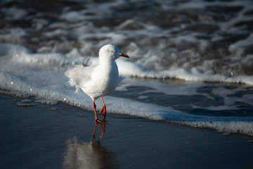Seagull walking on the sandy beach with white foaming waves at its feet