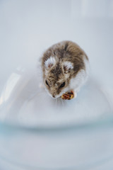 
Dzungarian hamster with walnuts and carrots - 341235751