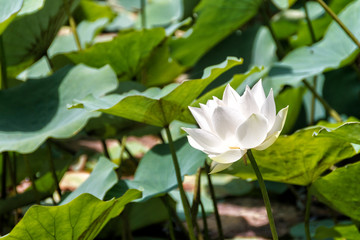 White, pink and red lotuses with wide leaves in the pond. Beautiful pond with water lilies and lilies.