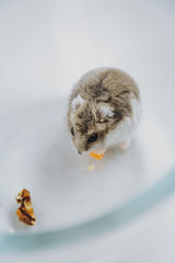 
Dzungarian hamster with walnuts and carrots - 341235910
