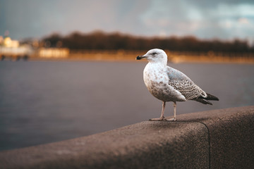 Bird in the city close-up. Albatross, Seagull on the Embankment with a view of the beautiful historical buildings of St. Petersburg in the sunset rays of the sun, the Neva river