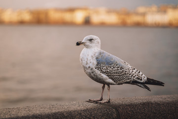 Bird in the city close-up. Albatross, Seagull on the Embankment with a view of the beautiful historical buildings of St. Petersburg in the sunset rays of the sun, the Neva river
