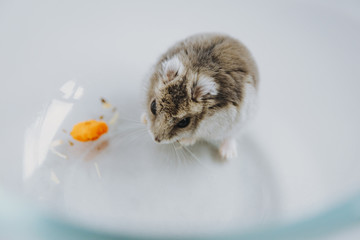 
Dzungarian hamster with walnuts and carrots - 341235981