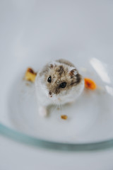
Dzungarian hamster with walnuts and carrots - 341236114