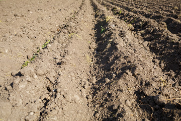 loose soil before planting vegetables on a spring day, agriculture