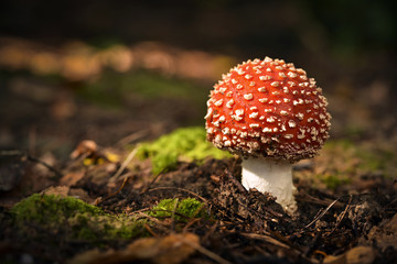 Amanita muscaria (commonly known as the fly agaric, fly amanita, muscimol mushroom) in the warm light of the afternoon sun - closeup.