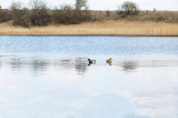 wild ducks swim in a clear lake on a sunny spring day