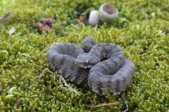 vipera (Vipera aspis) ,ritratto su muschio
