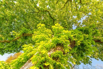 Laub von Kastanien im Gegenlicht mit frischem Grün im Frühling