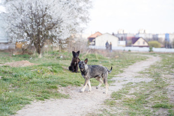 stray small dogs on the street, protecting animals and nature