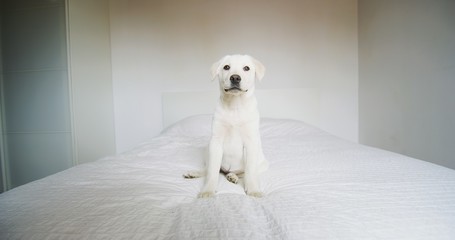 Authentic shot of a cute pedigree puppy of Labrador Retriever dog is looking in camera while sitting on a bed of its owners in a bedroom. Concept: love for animals, antiparasitic, pets