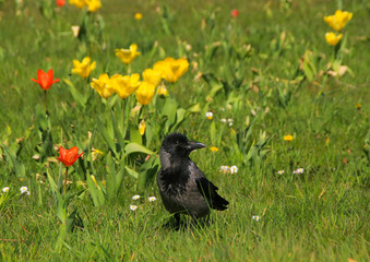 A crow on a tulips meadow in "Britzer Garden" (Britzer garten) Berlin - Germany