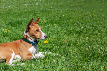 Dog of the Basenji breed on the background of the summer park