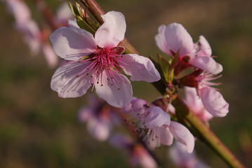 Fototapeta na wymiar Blossom peach branch on a blurry background with delicate light pink flowers. Closeup with selective focus.