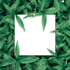 green leaf background for put text