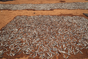 Suszone ryby na piasku w słońcu, na plaży Sri Lanki. - obrazy, fototapety, plakaty