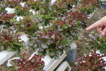 Farmers hands holding fresh vegetables see root in hydroponic garden during morning time food.Growing plants vegetables salad farm, in water, without soil. Hydroponic lettuces in hydroponic pipe.