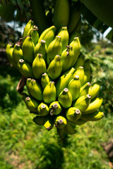 Zielone banany, roślina. © insomniafoto