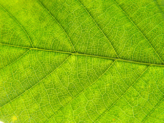 light green summe leaf of oak
