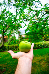 Fresh and Green Apple in Nature Park