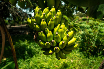 Zielone banany roślina. © insomniafoto